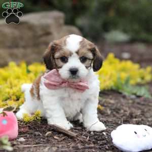 Darla, Cavachon Puppy